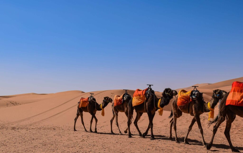 3-Day Desert Tours from Fez