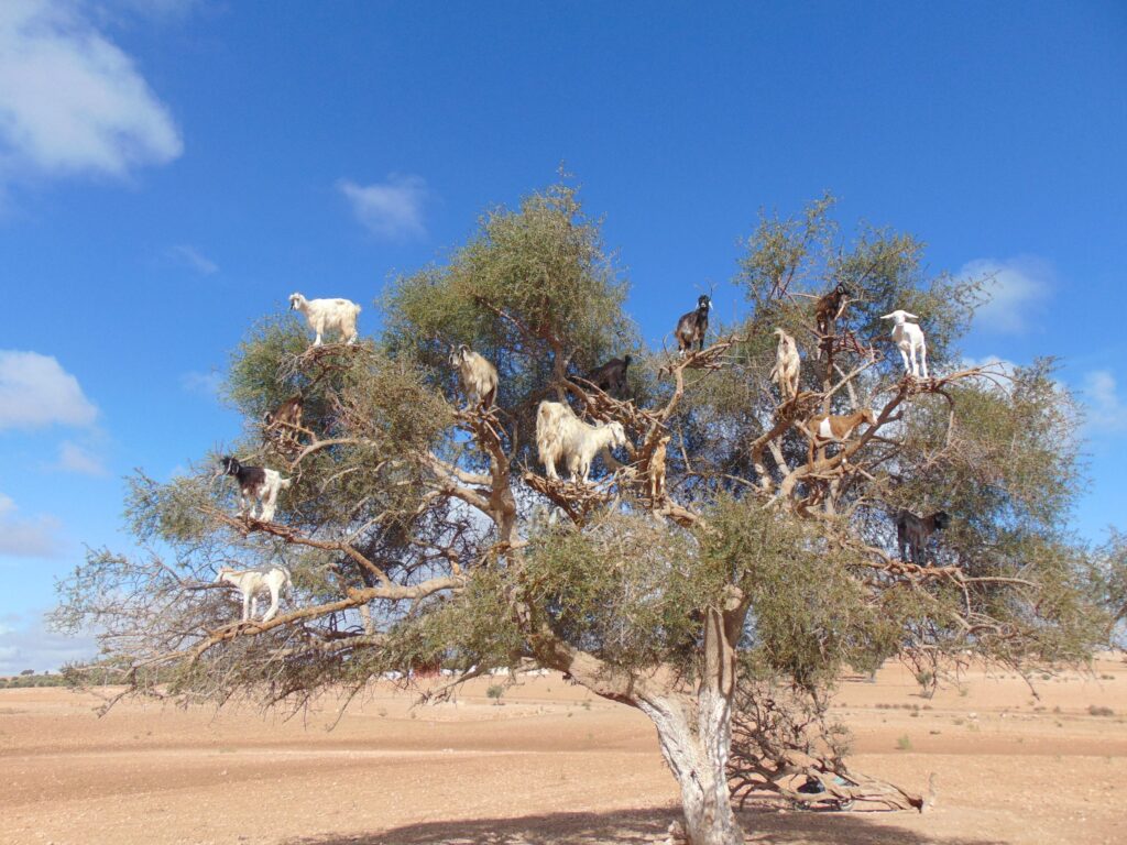 Day Trip to Essaouira from Marrakech