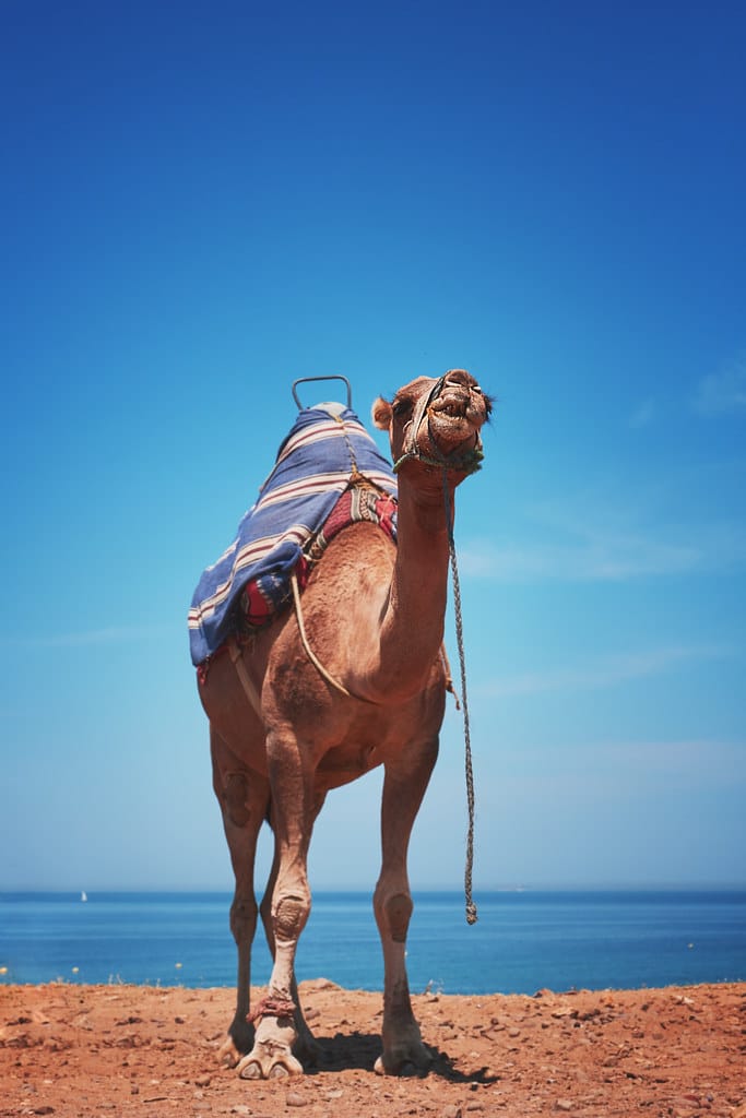Tangier to Chefchaouen tour
