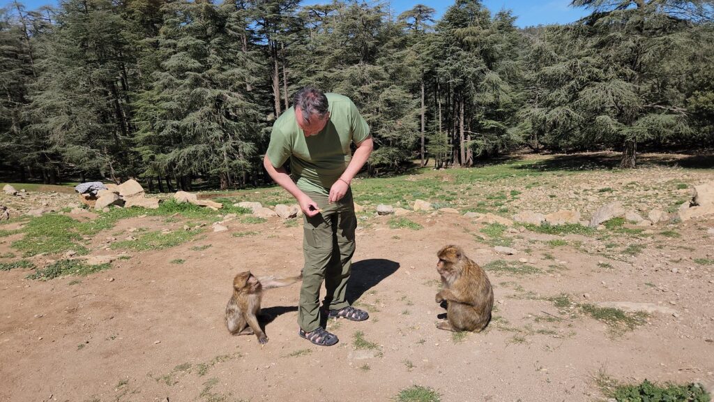 Barbary macaque monkeys in the cedar forest near Azrou, Morocco