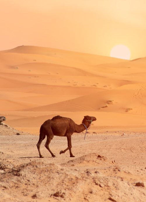 sahara desert Morocco