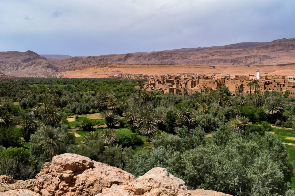 Palm forest Morocco