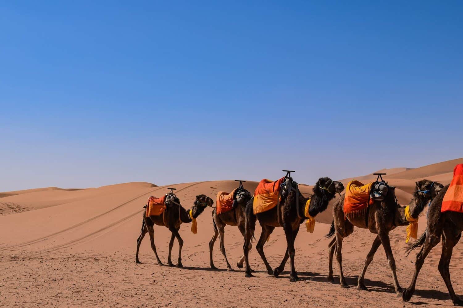 Desert tours from Fez to Marrakech 3 days