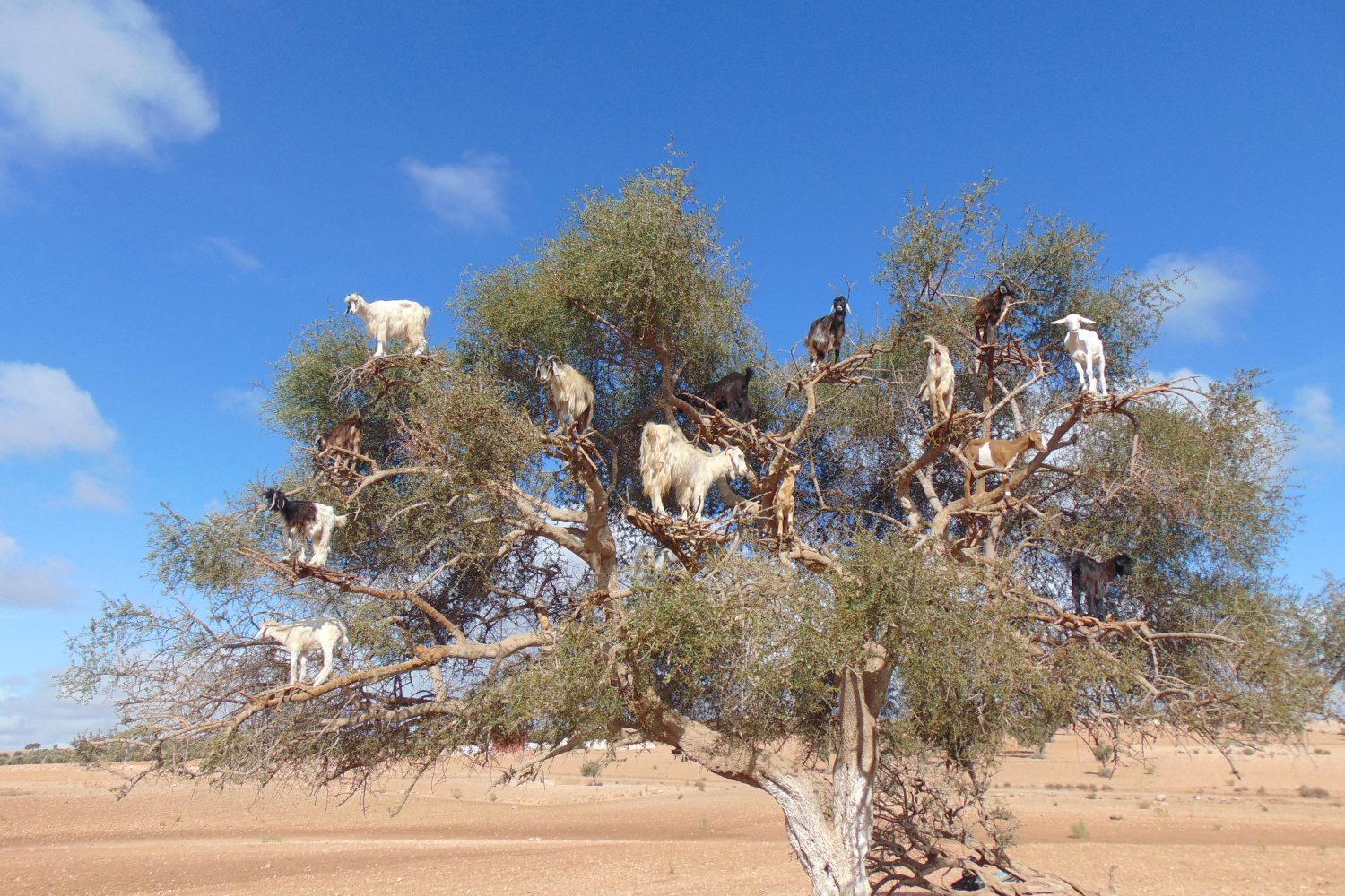 goats on the trees