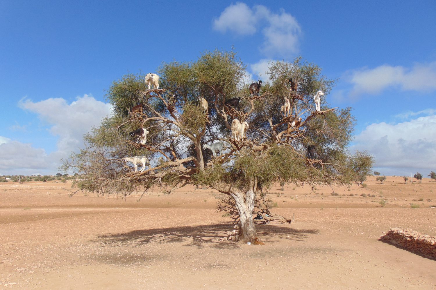 goats on the argan trees Essaouira day trip