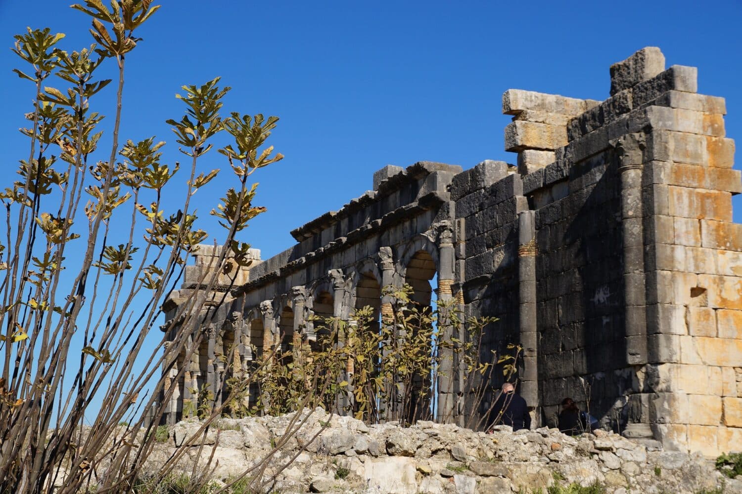 Volubilis tour