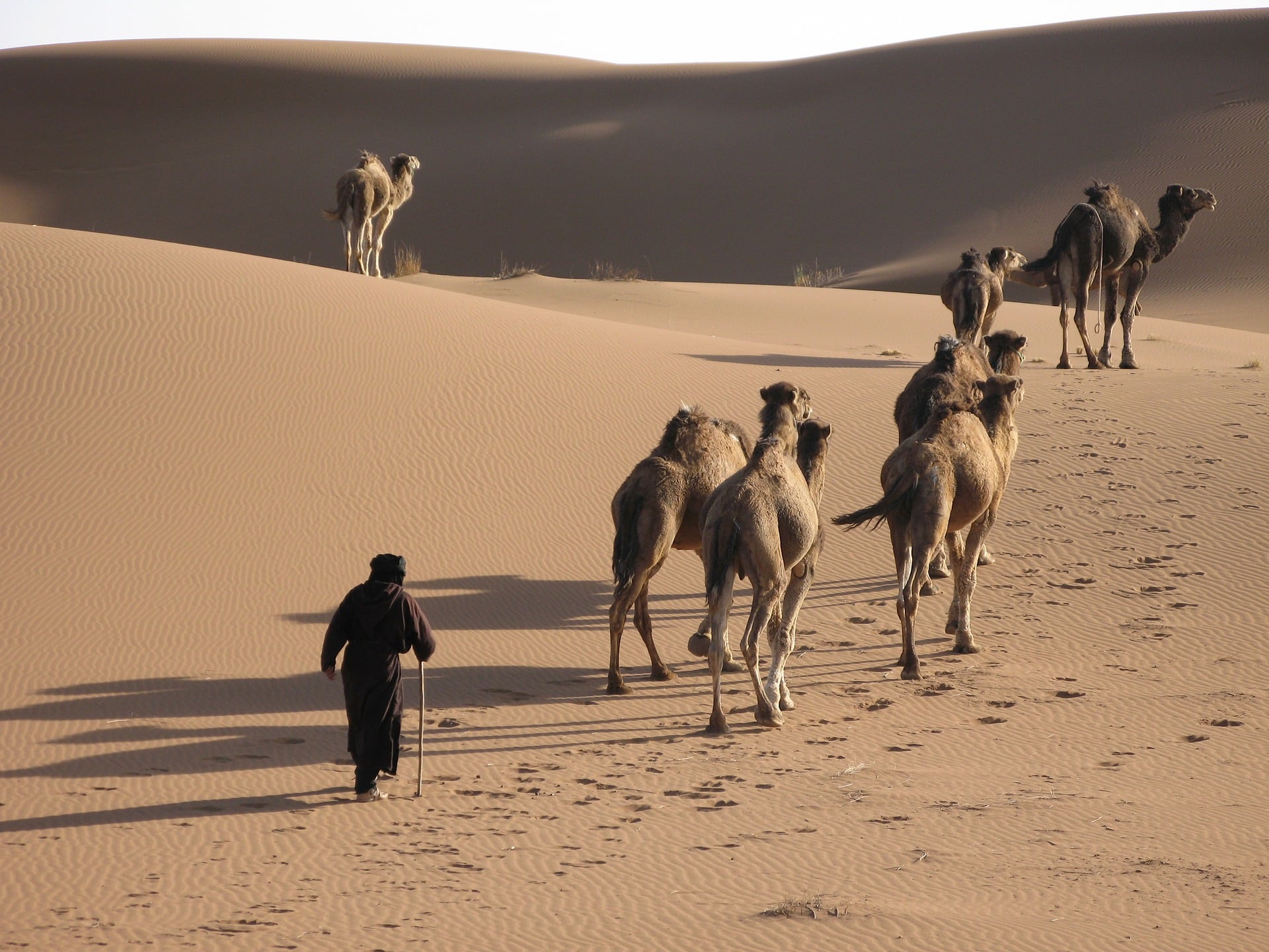 Люди каравана. Верблюд Караван пустыни. Каракумский верблюд. Караван в пустыне Каракум. Пустыня Кызылкум Верблюды.