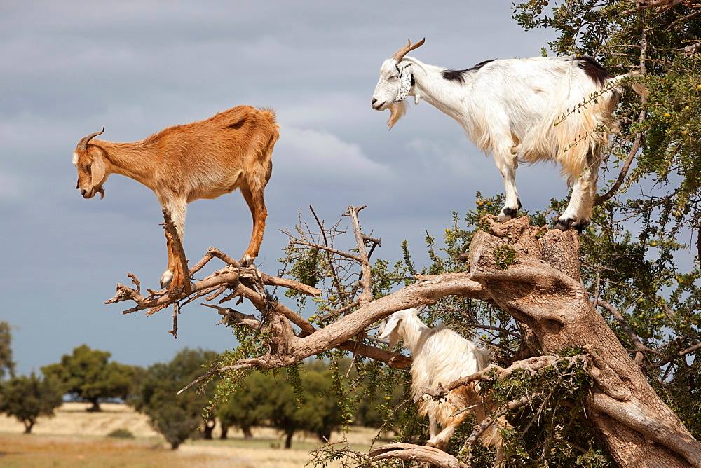 Morocco vacations goats Essaouira